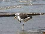 Dancing gull