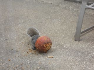 Pumpkinhead squirrel