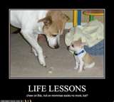 Doglife lessons