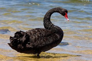 800px-Black_swan_jan09
