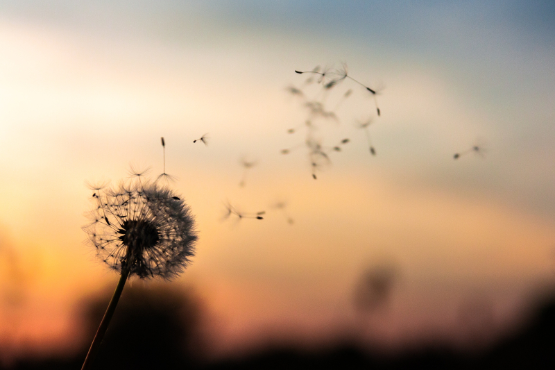 Dandelion dawid-zawila-279998-unsplash