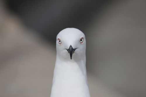 Seagullstaring Nelson Eulalio