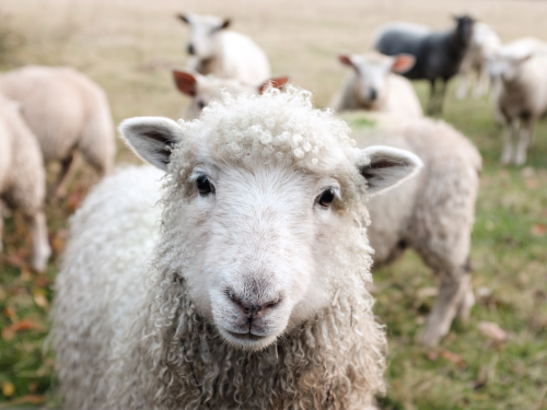 Sam-carter-GHOiyov2TSQ-unsplash (1) SHEEP