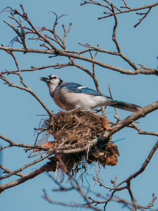 Mark-olsen-iu9v3LeT9C4-unsplash BLUE JAY